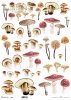 Seria - Mysterious forest - grzyby*Series - Mysterious forest - mushrooms*Serie - Mysteriöser Wald - Pilze*Serie - Bosque misterioso - setas